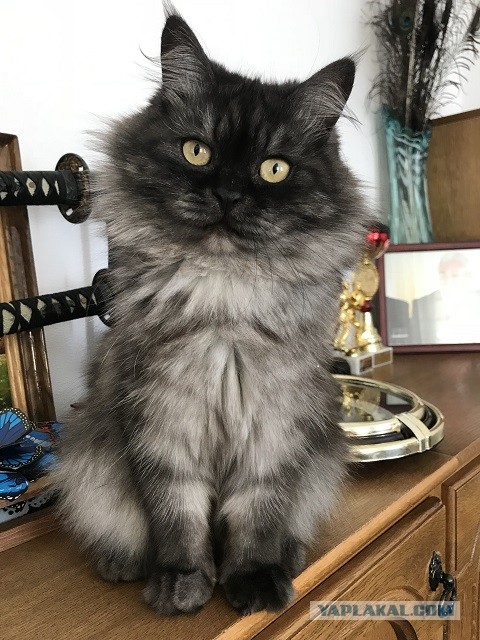 Котовторник. Поговорим о кличках, друзья