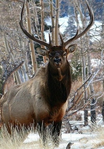 Жена залетела