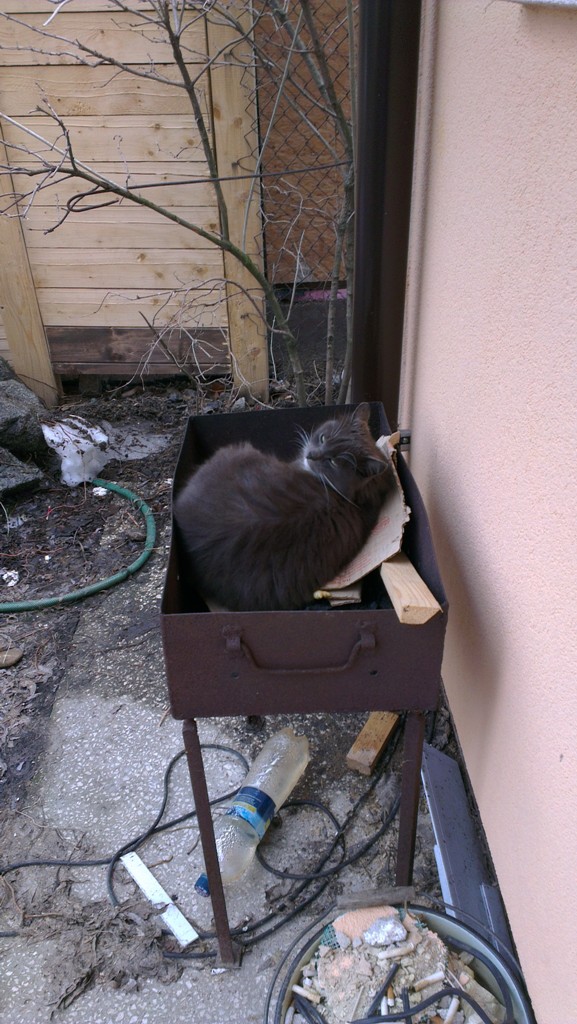 Котовторник 16.04.2013
