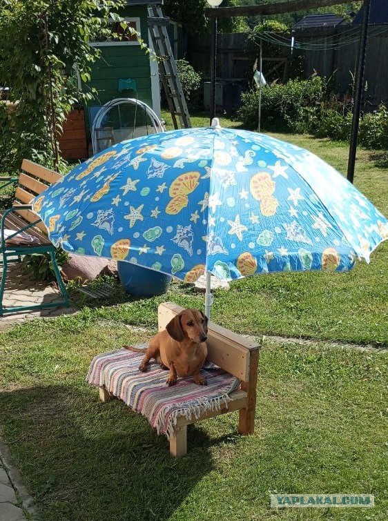 Немного старой таксы к собакочетвергу