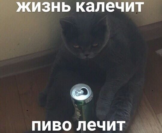 Девушка попросила в Хвиттере остальных скинуть любимые мемы с котами