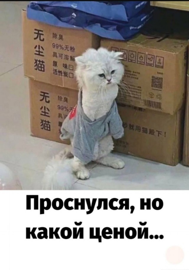 К котовторнику: подборка картинок-баянов с котиками и про котиков. Выпуск 17