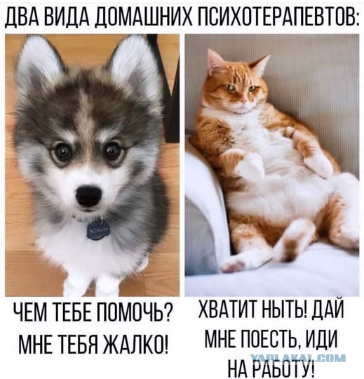 Субботние картинки