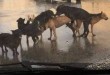 А Вы помните, что сегодня собака-четверг?