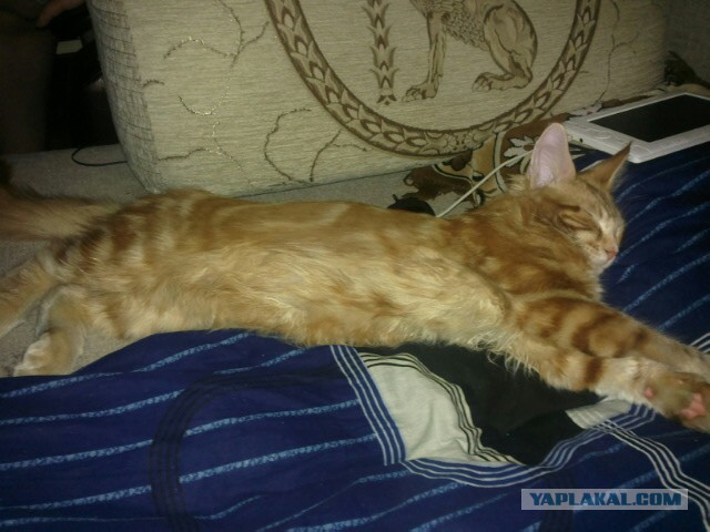 Котовторник  10.12.2013