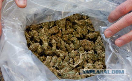 В киргизии предлагают легализовать марихуану очищение после марихуаны