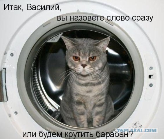 Коты ученых