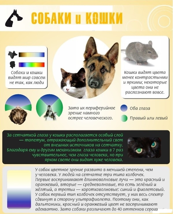 Зрение у кошек какое