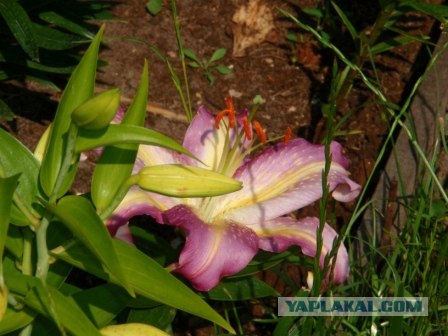 Хочу на дачу