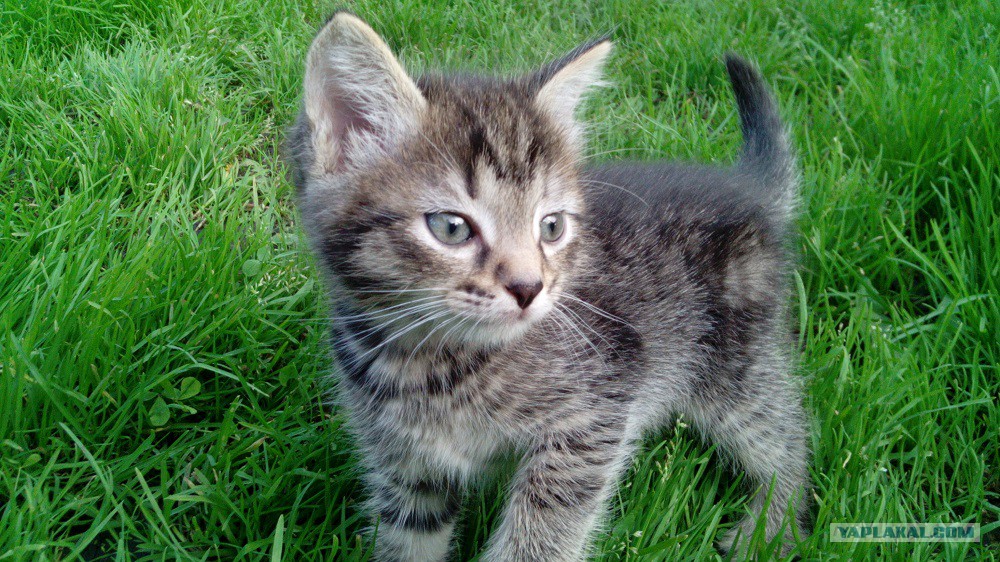 Серый кот с буквой м на лбу. Буква м на лбу у кошек. Кот с буквой м на лбу порода. Порода кошек с м на лбу. Порода кошек у которых на лбу буква м.