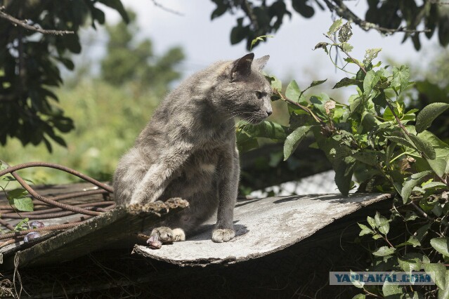 Котовторник 09.09.2014
