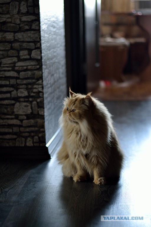 Котовторник 28.10.2014