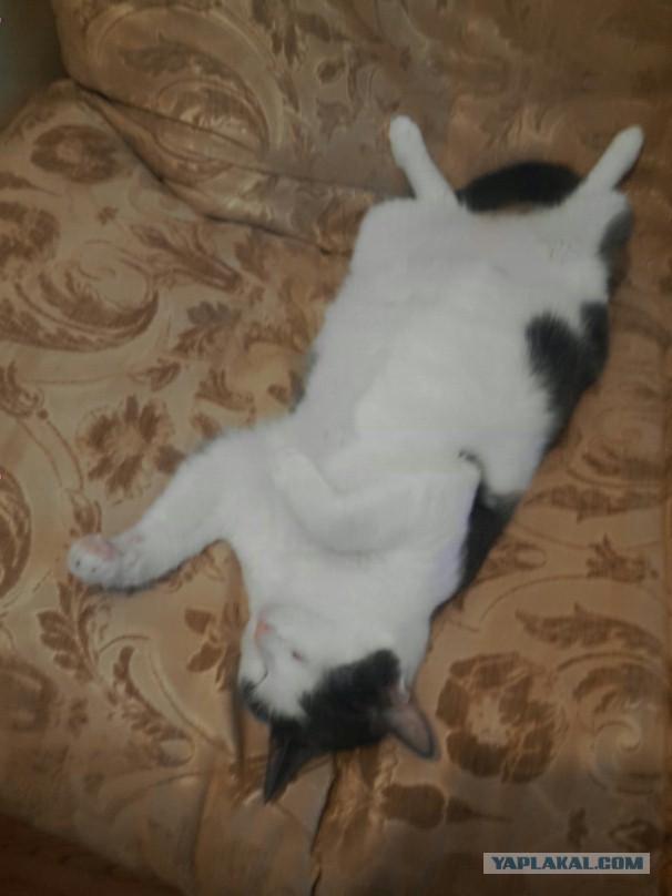Коты, постигшие искусство сон-фу.