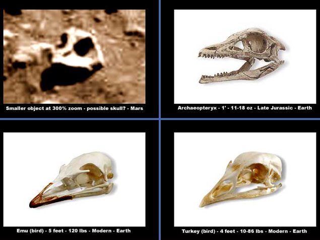 На Марсе обнаружен череп динозавра
