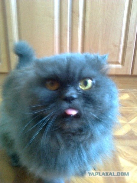 Коты и искусство
