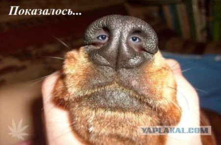 Просто картинки