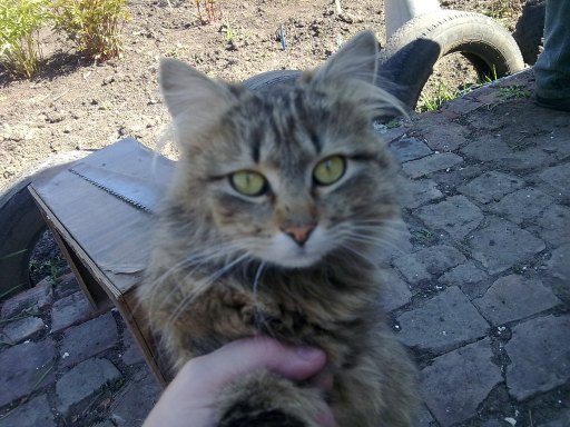 Котовторник