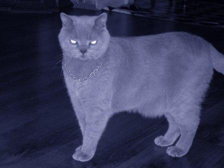Коты, кошки, котята