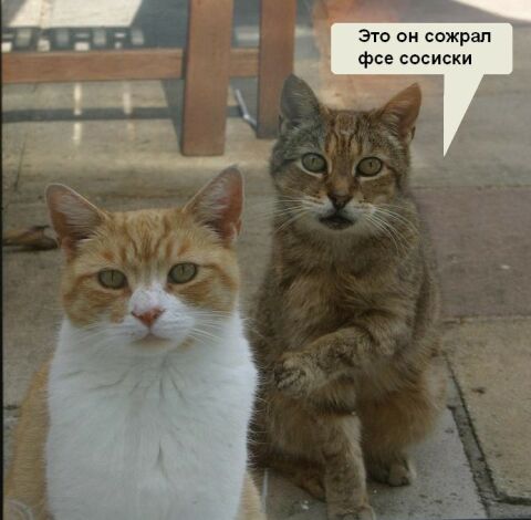 Коты, кошки, котята