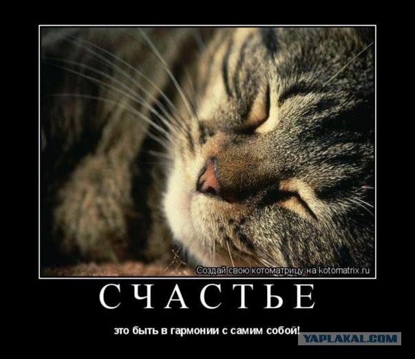 Пост невероятной кошачьей красоты. 25 фот.