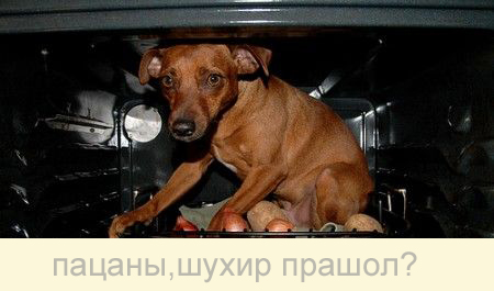 СОБАКИ и ЩЕНКИ. Все про собак!