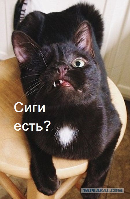 Одноглазый кот-пират по кличке Уэсли