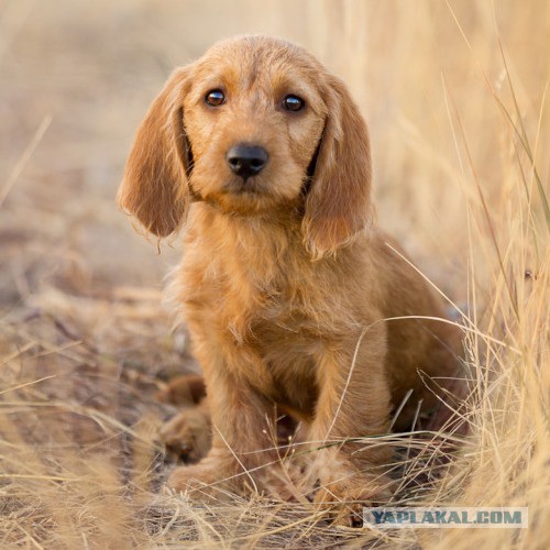 Собакочетверг