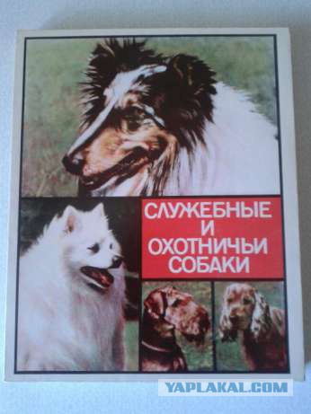 В городе Узловая Тульской области неизвестный расстреливает собак из охотничьего ружья