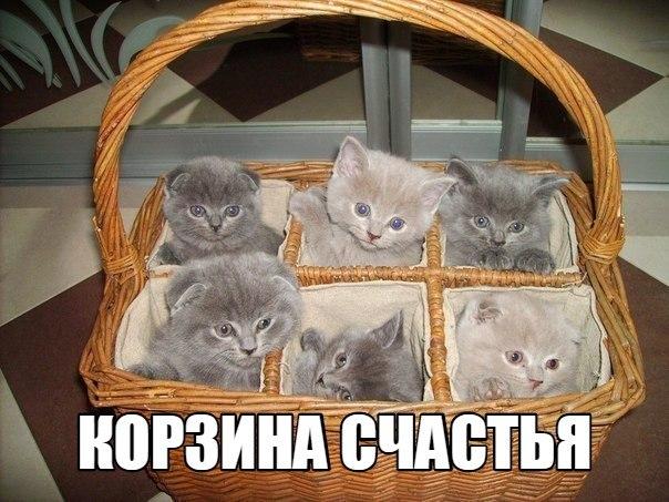 Мохнатые беспредельщики