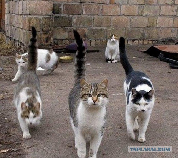 10 брутальных уличных котов