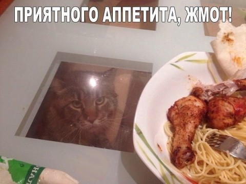 Человек! А ну, дай мне эту вкусняху