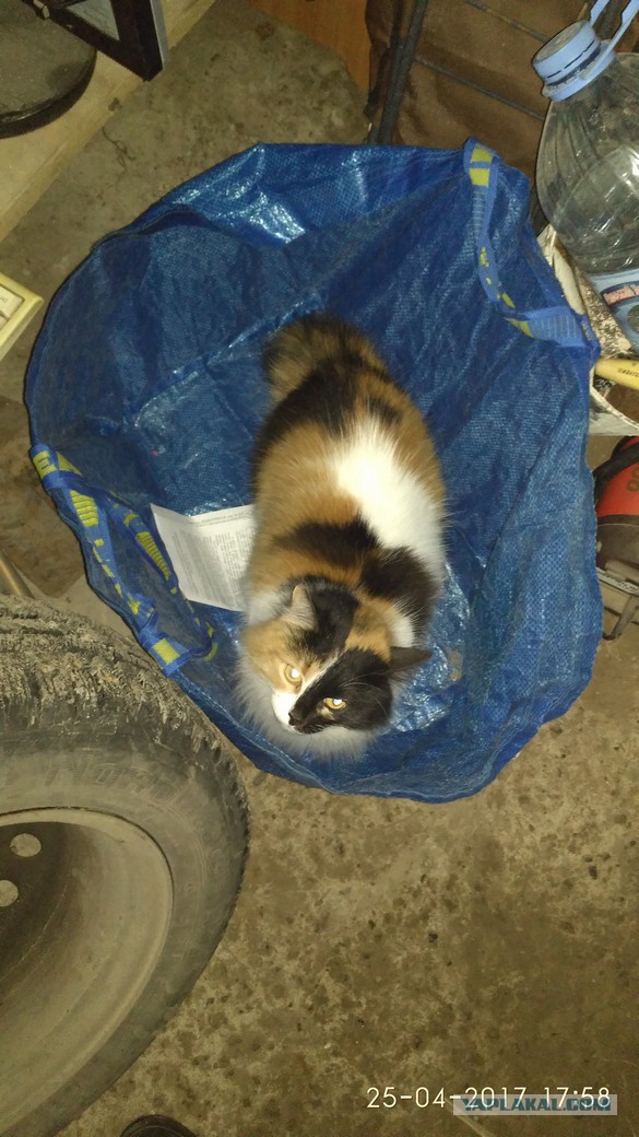 Котовторник 2.05.2017