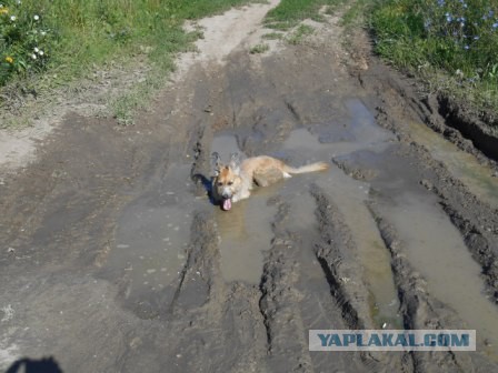Погулял вот
