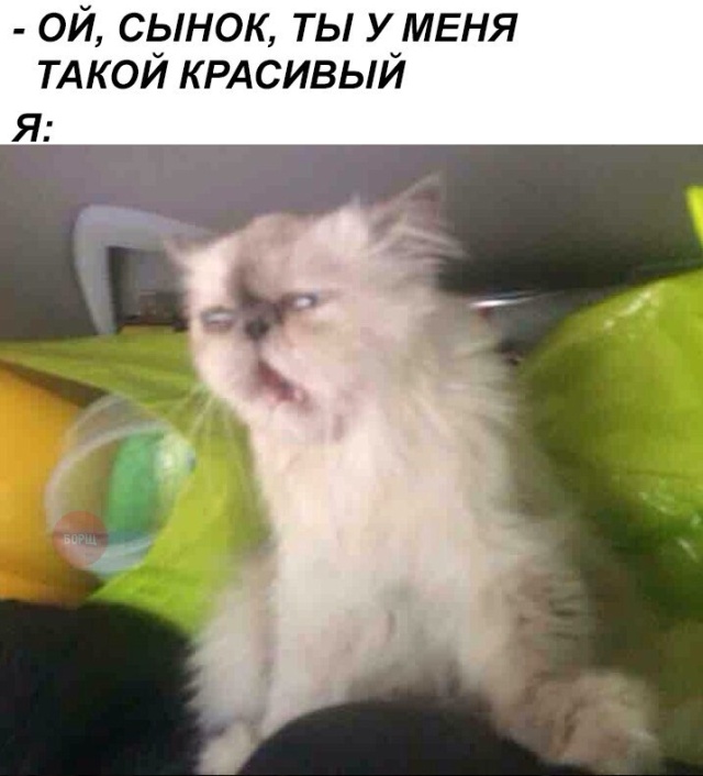 Коты и Кошки