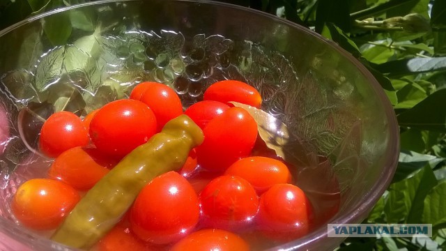 Ленивая курица