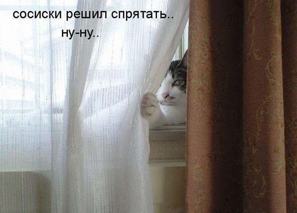 20 шикарных фотографий, в которых вся суть котов