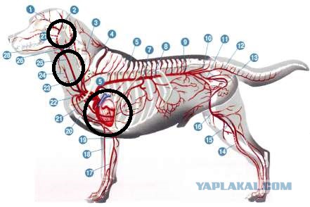 Увеличены лимфоузлы у собаки. Лимфатическая система собаки. Лимфатическая система собаки расположение. Лимфоузлы собаки анатомия. Лимфатическая система собаки схема.