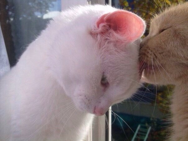 Фотобомбы котов