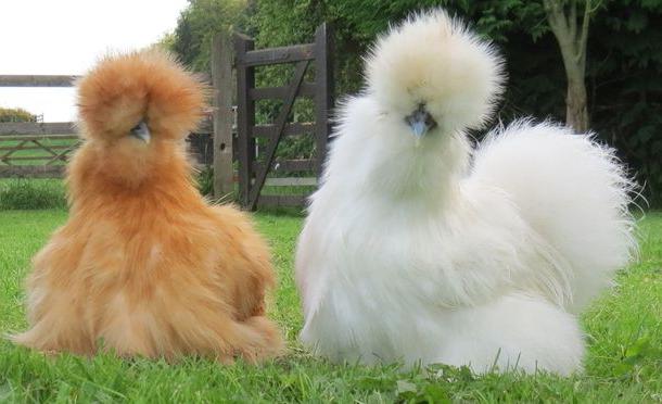 Отличие белых и коричневых куриных яиц