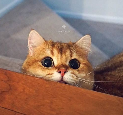 Прикольных котов пост
