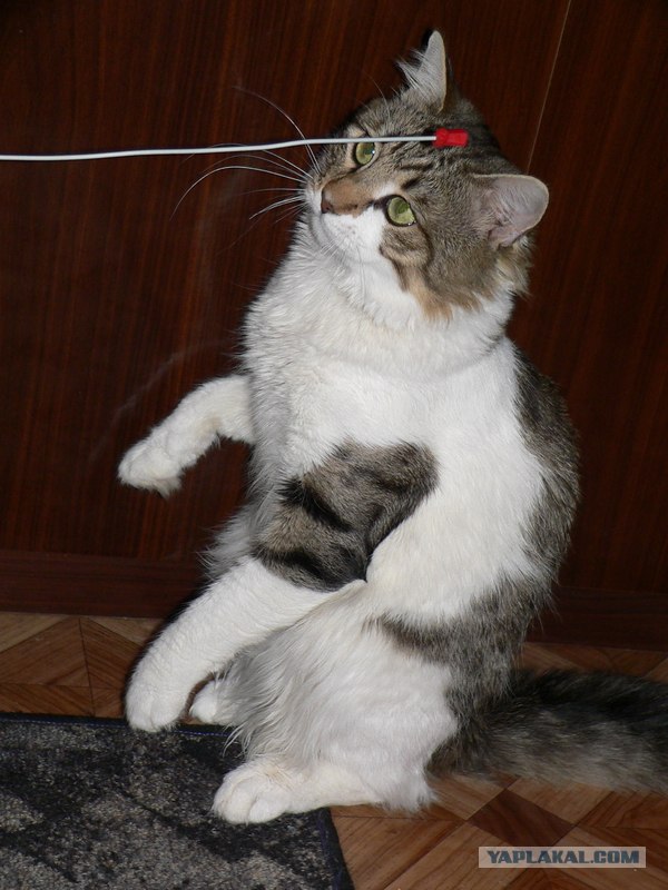 Котопятница