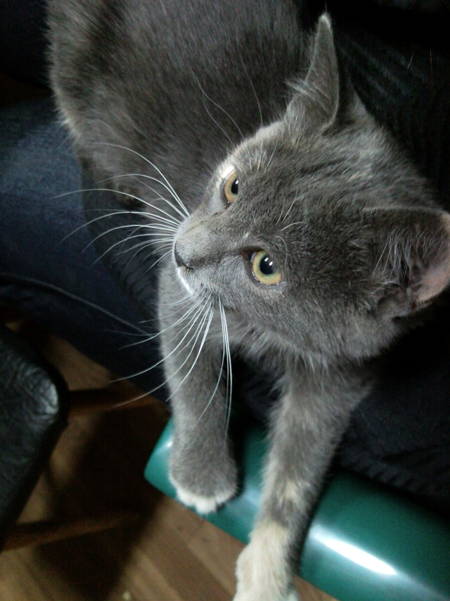 Котовторник, 19 октября