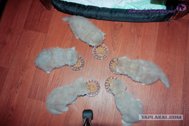 Котовторник. А как же?!