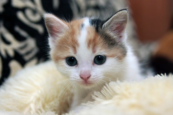 Котовторник с Максом
