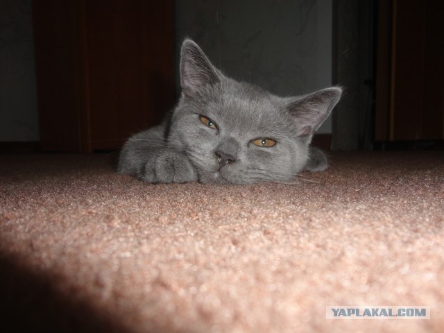 Сонный Котовторник