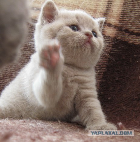 Котовторник 1.11.11
