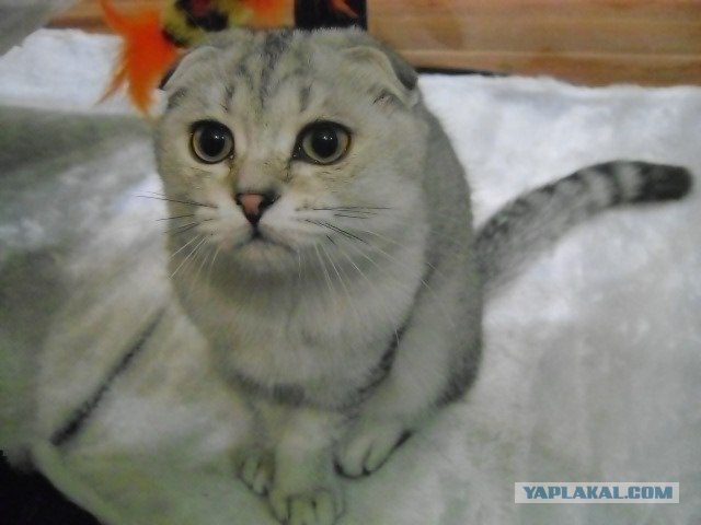 Котовторник (24. 01. 2012 )