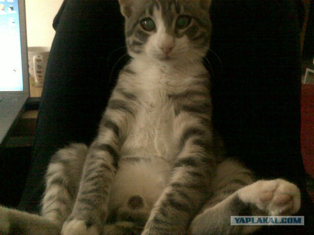 Котовторник 22.05.2012