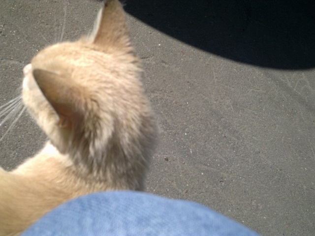 Котовторник 07.08.2012