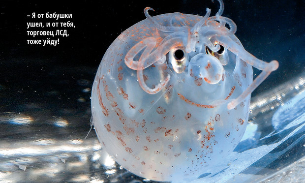 Кто проживает на дне океана: странные существа, найденные в бездне